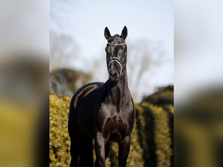 Hanoverian Mare 6 years 16,1 hh Black in Vechta