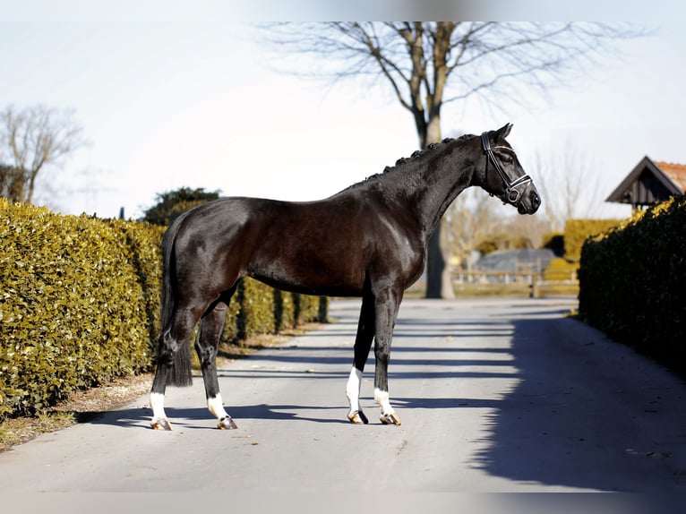 Hanoverian Mare 6 years 16,1 hh Black in Vechta