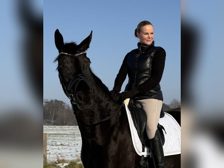 Hanoverian Mare 6 years 16,1 hh Black in Westerkappeln