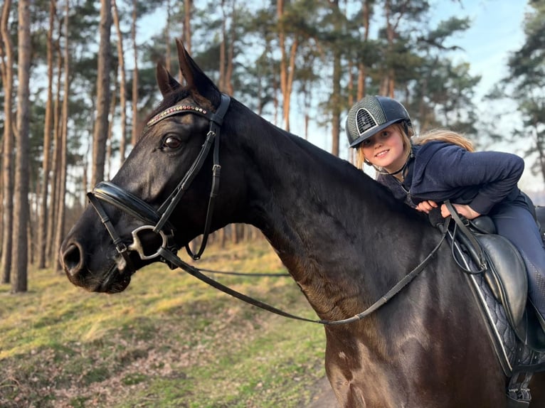 Hanoverian Mare 6 years 16,1 hh Black in Westerkappeln