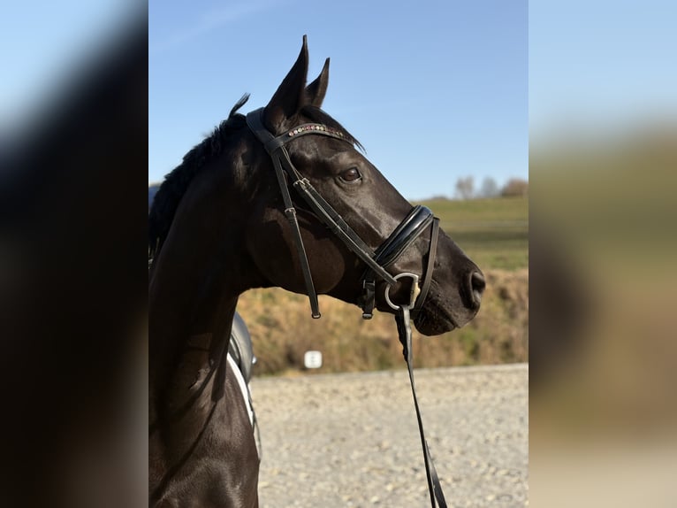 Hanoverian Mare 6 years 16,1 hh Black in Westerkappeln