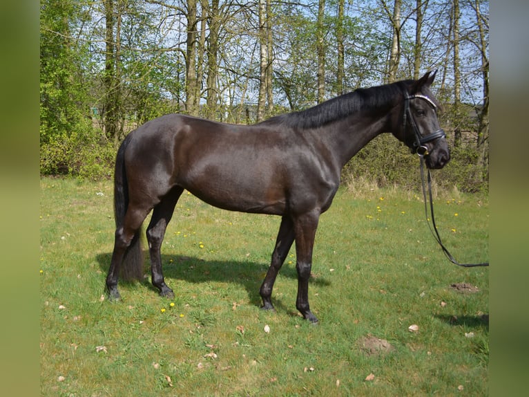 Hanoverian Mare 6 years 16,1 hh Black in Dierstorf
