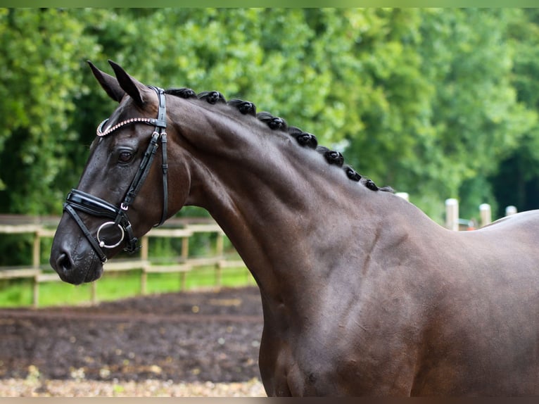 Hanoverian Mare 6 years 16,1 hh Black in Lienen
