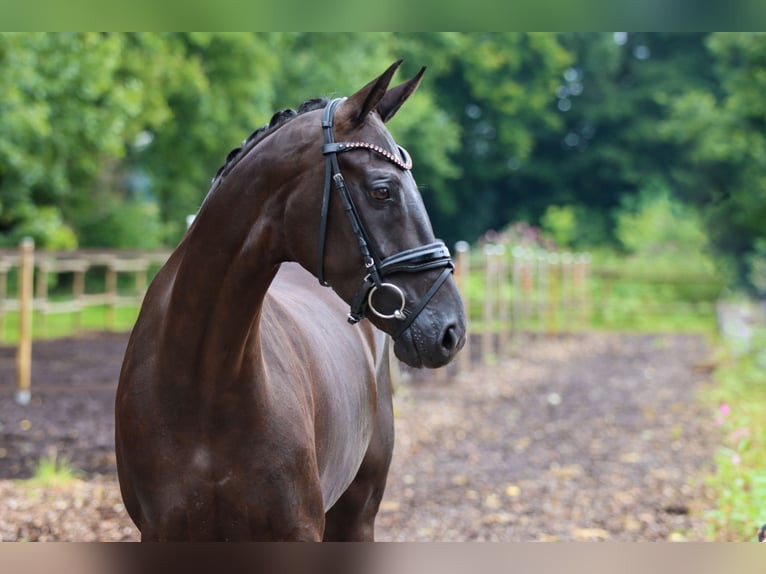Hanoverian Mare 6 years 16,1 hh Black in Lienen