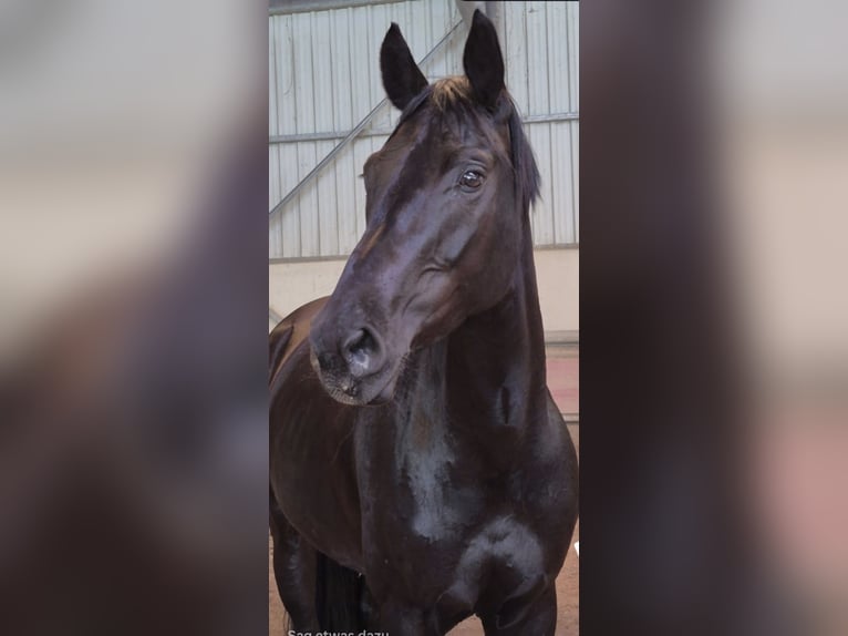Hanoverian Mare 6 years 16,1 hh Black in Königswinter