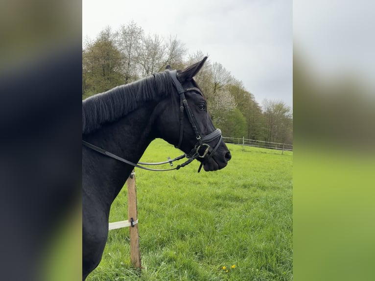 Hanoverian Mare 6 years 16,1 hh Black in Königswinter