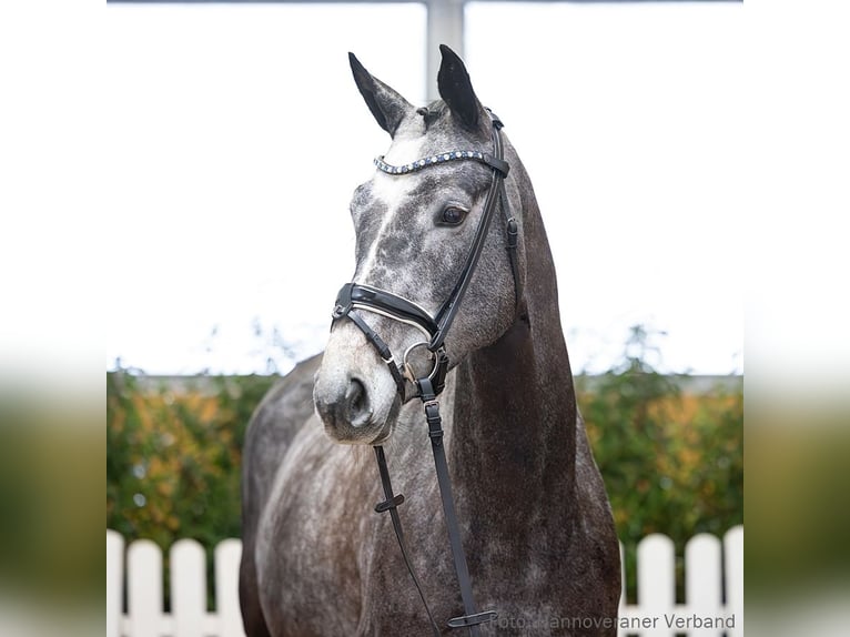 Hanoverian Mare 6 years 16,1 hh Black in Verden
