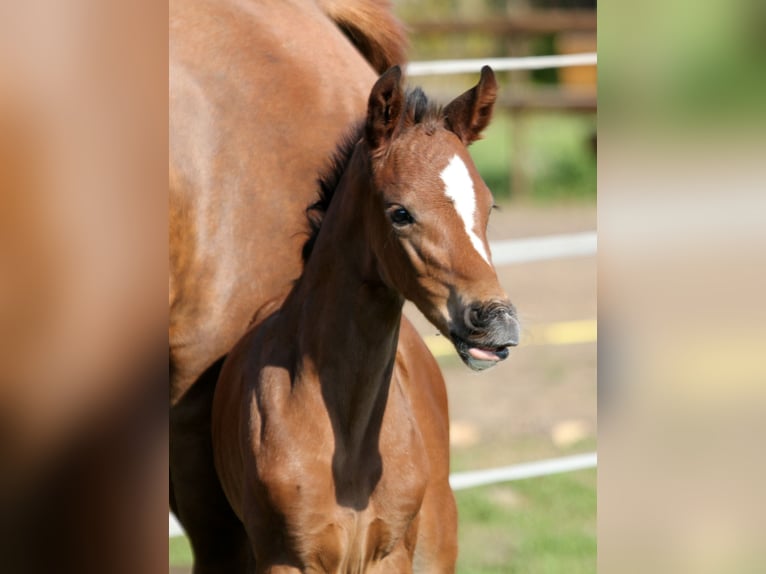 Hanoverian Mare 6 years 16,1 hh Brown in Kutenholz