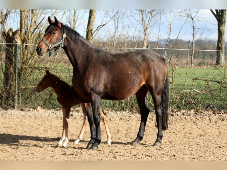 Hanoverian Mare 6 years 16,1 hh Brown in Kutenholz
