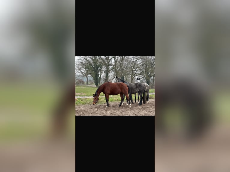Hanoverian Mare 6 years 16,1 hh Brown in Langwedel