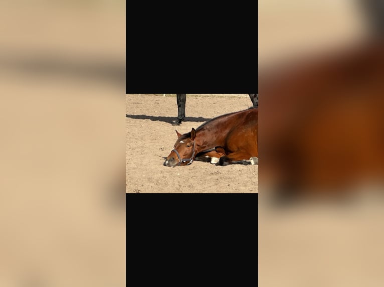 Hanoverian Mare 6 years 16,1 hh Brown in Langwedel