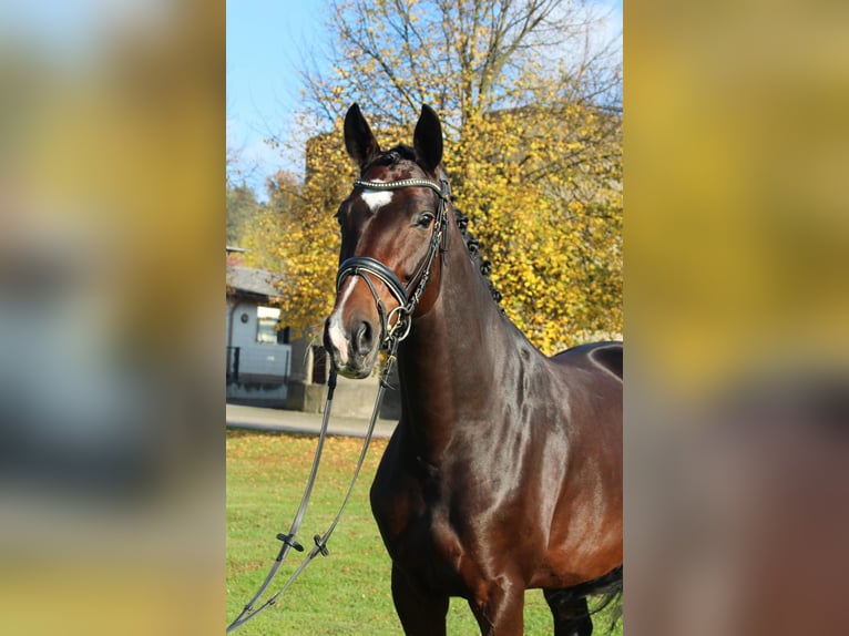 Hanoverian Mare 6 years 16,1 hh Brown in N&#xF6;rten-Hardenberg