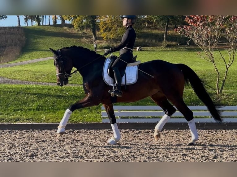 Hanoverian Mare 6 years 16,1 hh Brown in N&#xF6;rten-Hardenberg