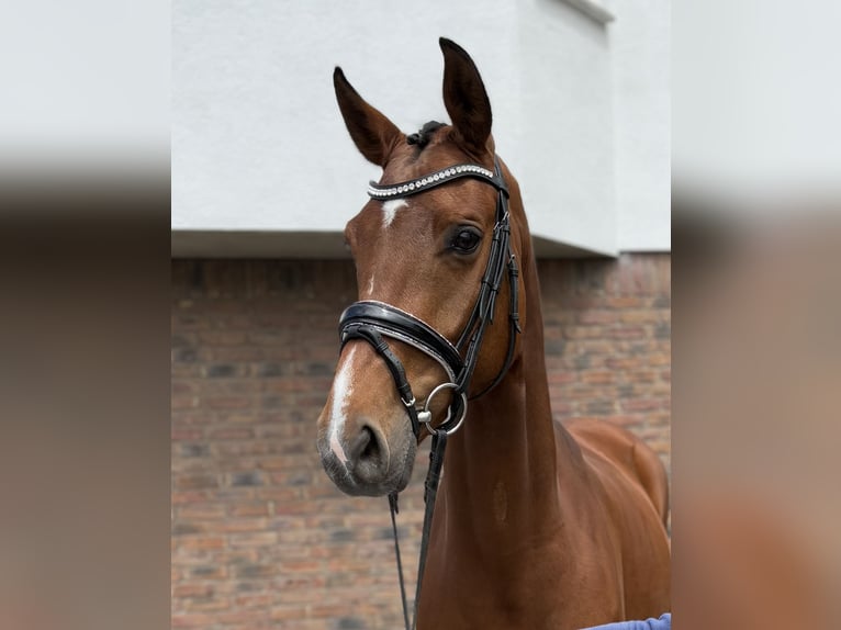 Hanoverian Mare 6 years 16,1 hh Brown in Niederkassel