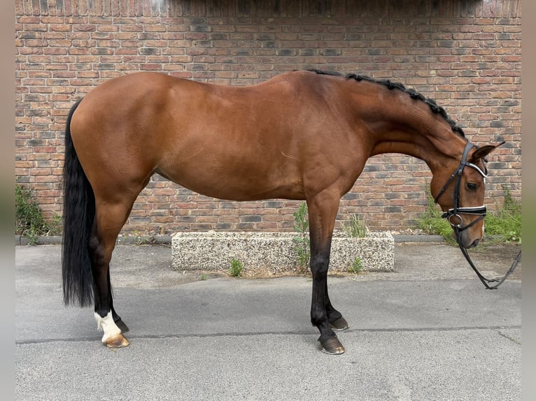 Hanoverian Mare 6 years 16,1 hh Brown in Niederkassel