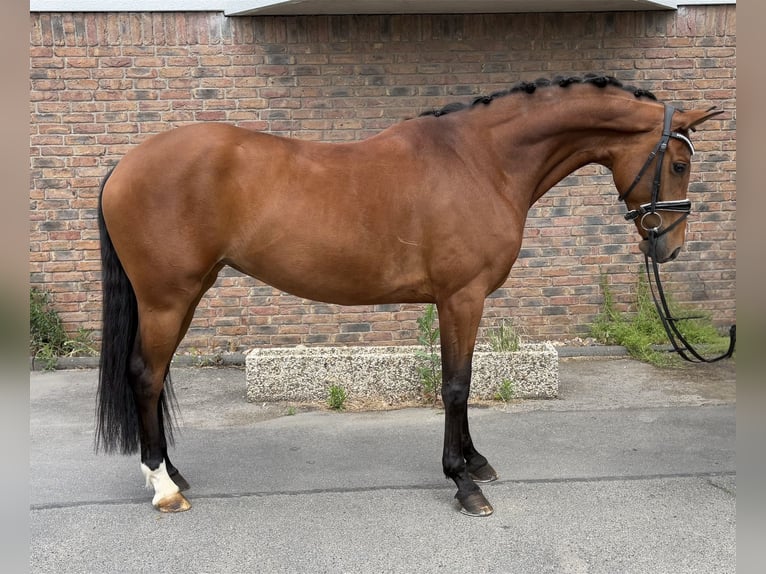 Hanoverian Mare 6 years 16,1 hh Brown in Niederkassel