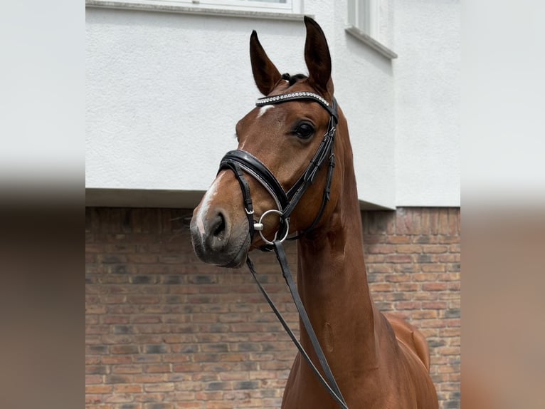 Hanoverian Mare 6 years 16,1 hh Brown in Niederkassel