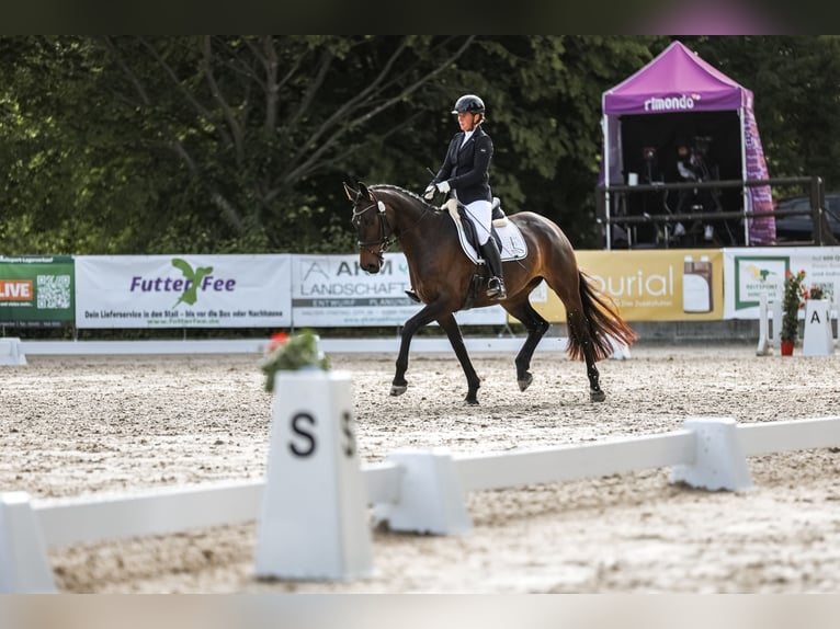 Hanoverian Mare 6 years 16,1 hh Brown in Ratingen