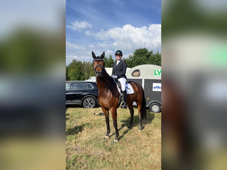 Hanoverian Mare 6 years 16,1 hh Brown in Rheda-Wiedenbr&#xFC;ck