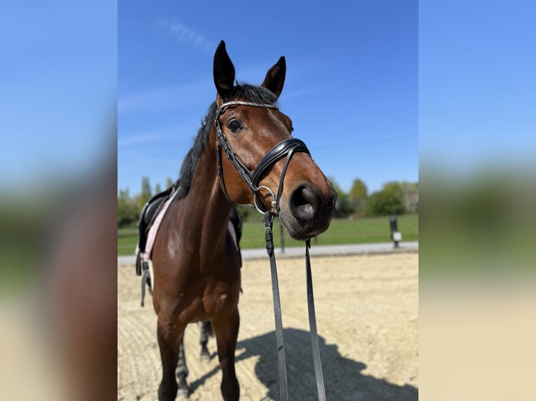Hanoverian Mare 6 years 16,1 hh Brown in Rheda-Wiedenbr&#xFC;ck