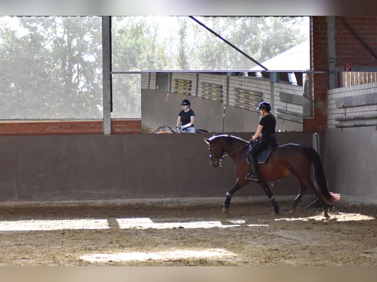 Hanoverian Mare 6 years 16,1 hh Brown in Rheda-Wiedenbr&#xFC;ck
