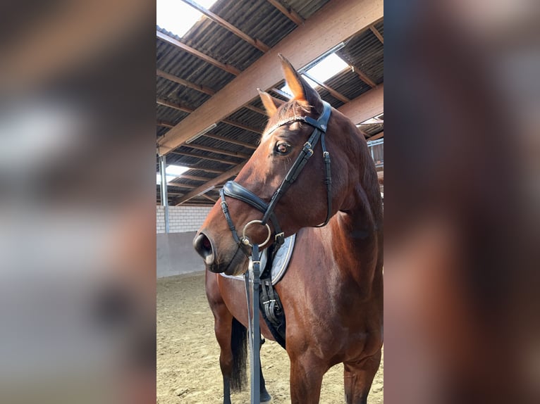 Hanoverian Mare 6 years 16,1 hh Brown in Rheda-Wiedenbr&#xFC;ck
