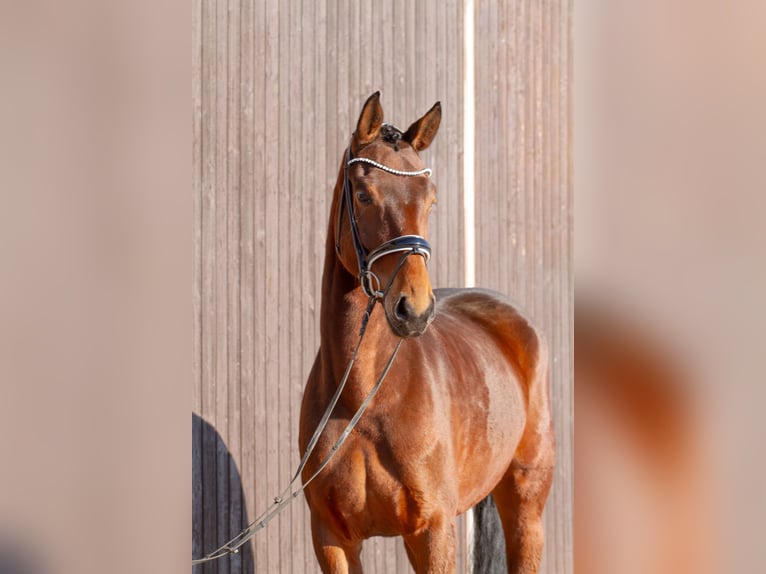 Hanoverian Mare 6 years 16,1 hh Brown in M&#xF6;mbris