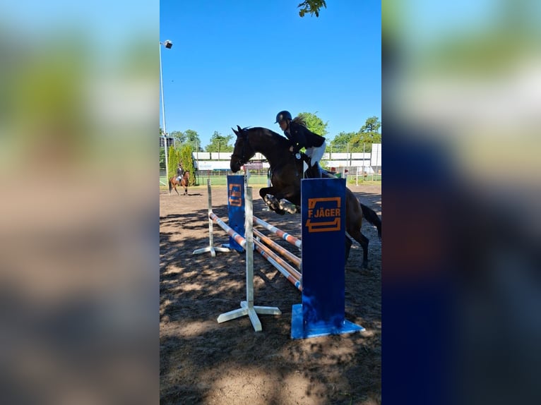 Hanoverian Mare 6 years 16,1 hh Brown in Viernheim