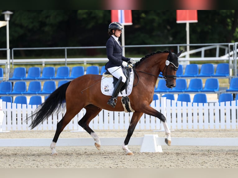 Hanoverian Mare 6 years 16,1 hh Brown in Jerez de la Frontera