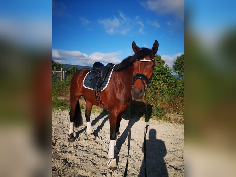 Hanoverian Mare 6 years 16,1 hh Brown in Elze
