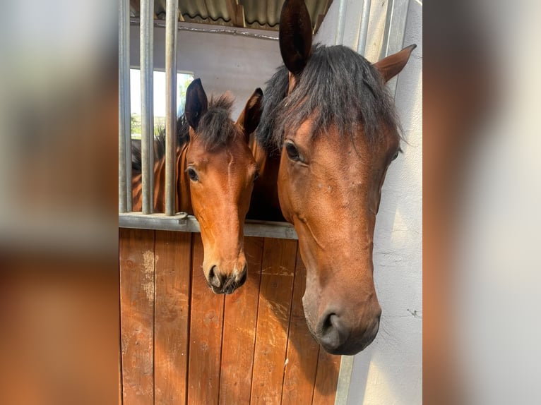 Hanoverian Mare 6 years 16,1 hh Brown in Elze