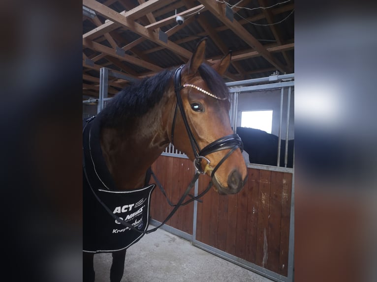 Hanoverian Mare 6 years 16,1 hh Brown in Elze