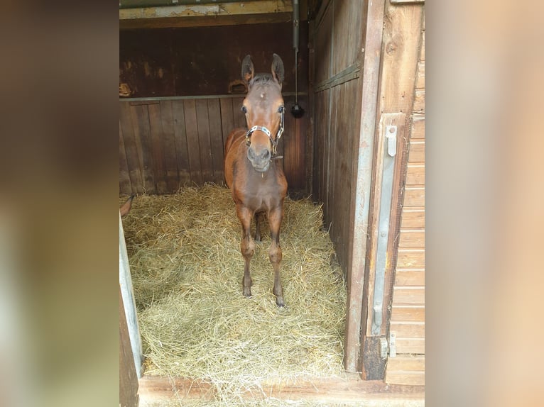 Hanoverian Mare 6 years 16,1 hh Brown in Rellingen