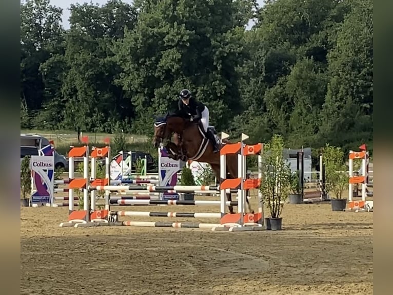 Hanoverian Mare 6 years 16,1 hh Brown in Freisen