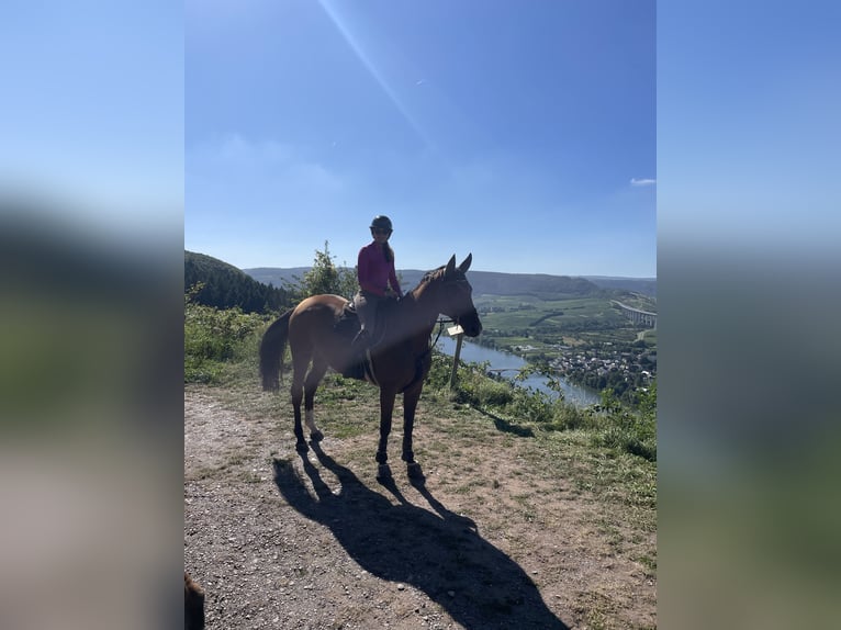 Hanoverian Mare 6 years 16,1 hh Brown in Freisen