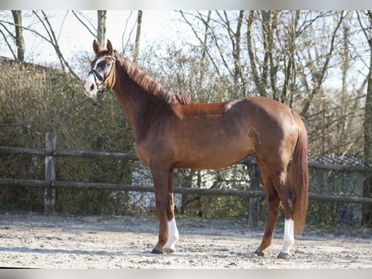 Hanoverian Mare 6 years 16,1 hh Chestnut in Aachen