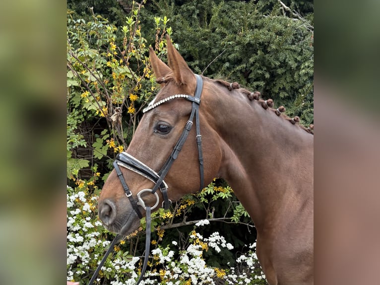 Hanoverian Mare 6 years 16,1 hh Chestnut in Niederkassel