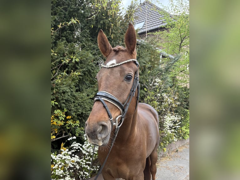 Hanoverian Mare 6 years 16,1 hh Chestnut in Niederkassel