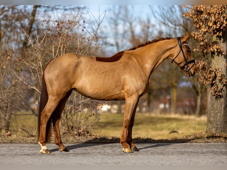 Hanoverian Mare 6 years 16,1 hh Chestnut in Rosenheim