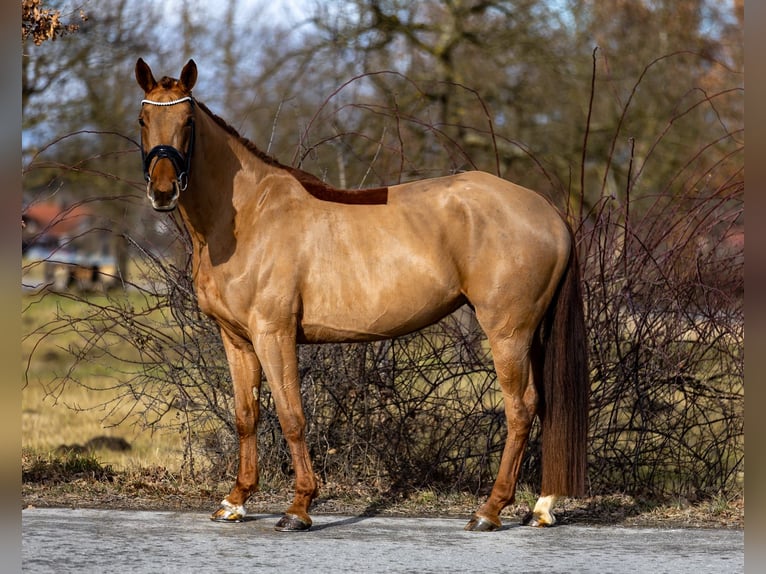 Hanoverian Mare 6 years 16,1 hh Chestnut in Rosenheim