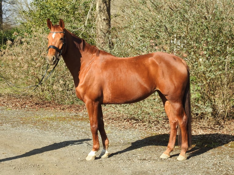 Hanoverian Mare 6 years 16,1 hh Chestnut-Red in Worpswede