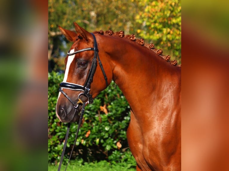 Hanoverian Mare 6 years 16,1 hh Chestnut-Red in Selsingen