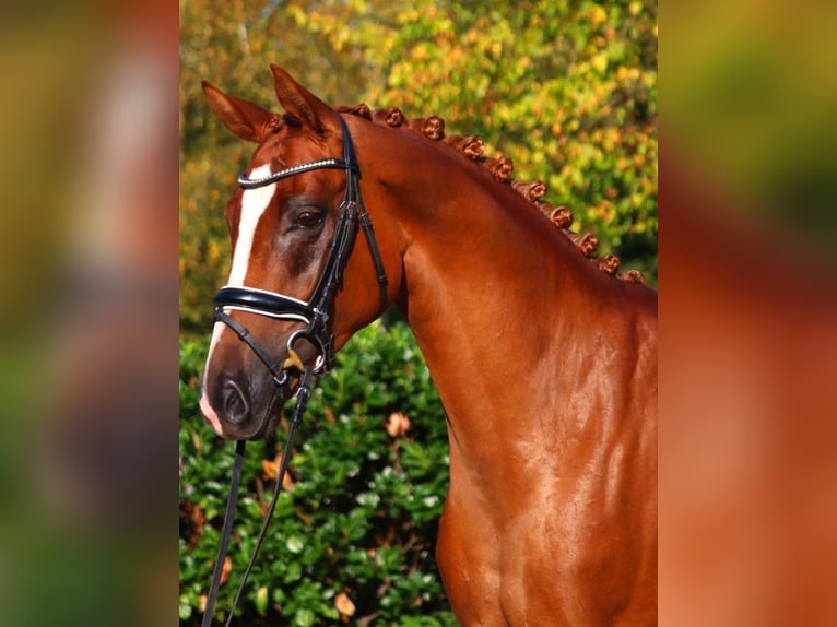 Hanoverian Mare 6 years 16,1 hh Chestnut-Red in Selsingen