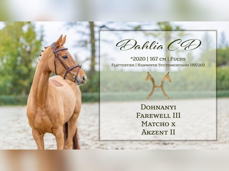 Hanoverian Mare 6 years 16,1 hh Chestnut-Red in Moormerland