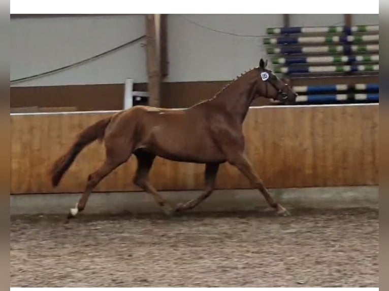 Hanoverian Mare 6 years 16,1 hh Chestnut-Red in S&#xFC;dbrookmerland Victorbur