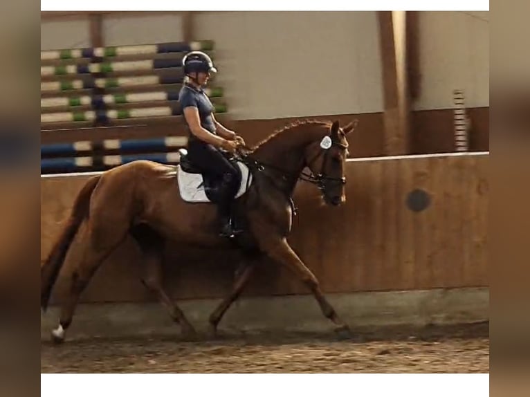 Hanoverian Mare 6 years 16,1 hh Chestnut-Red in S&#xFC;dbrookmerland Victorbur