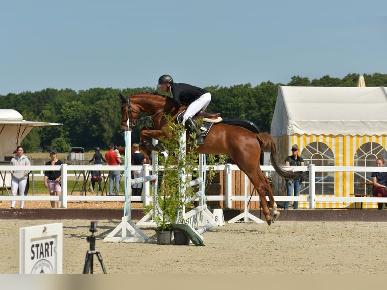 Hanoverian Mare 6 years 16,1 hh Chestnut-Red in Bergen (Dumme) Bergen