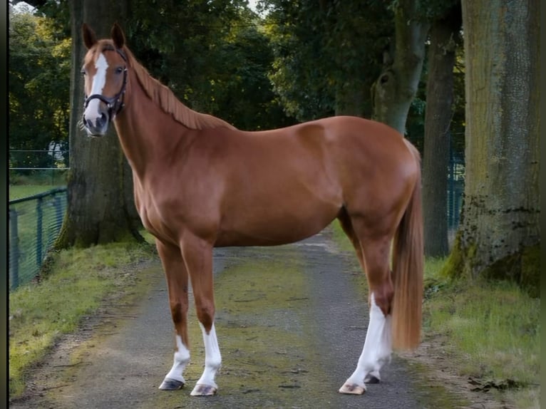 Hanoverian Mare 6 years 16,1 hh Chestnut-Red in Preding