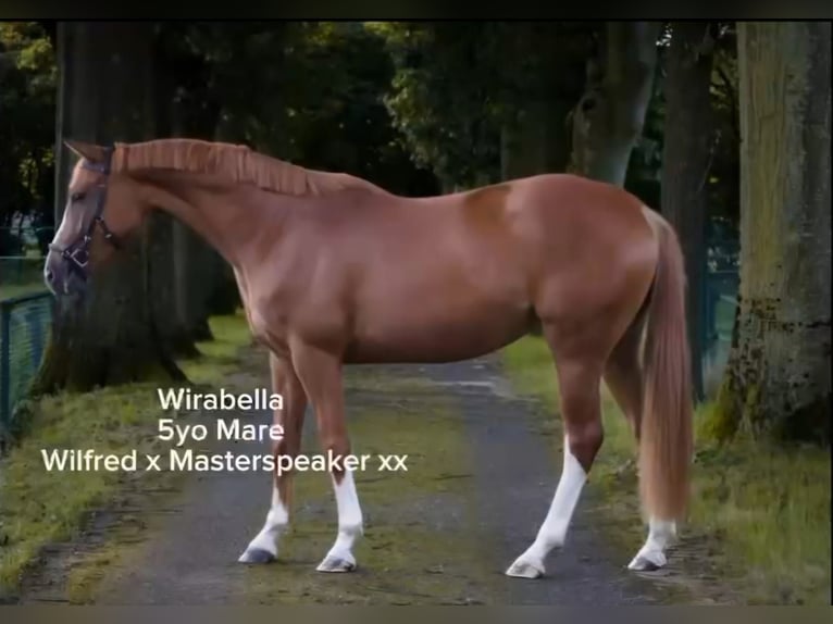 Hanoverian Mare 6 years 16,1 hh Chestnut-Red in Preding