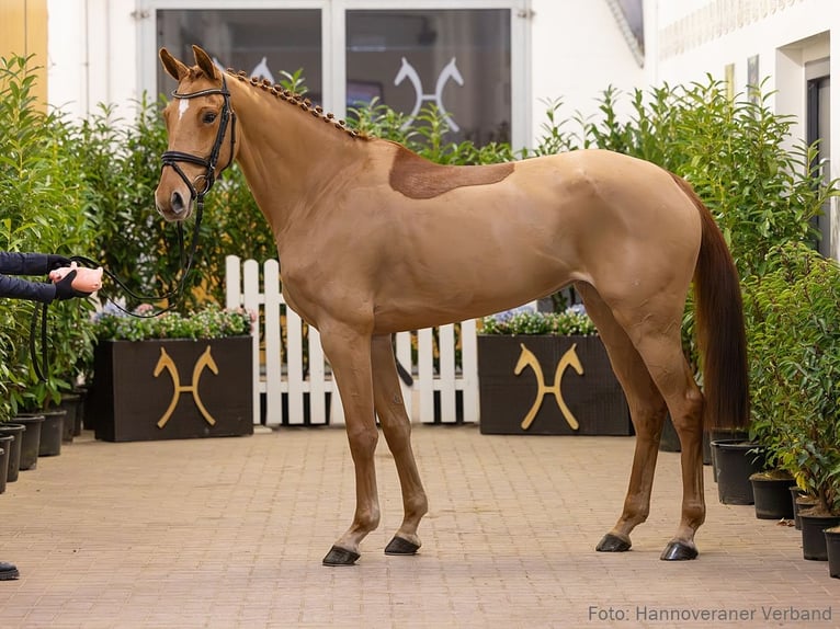 Hanoverian Mare 6 years 16,1 hh Chestnut-Red in Verden